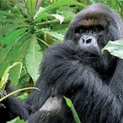 Titus Rwanda Silverback Gorilla Dies