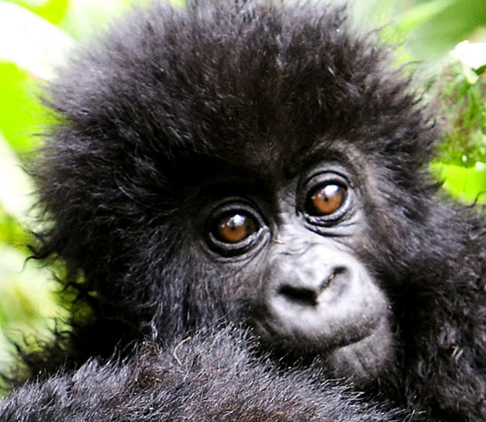 Rwanda Baby Gorilla