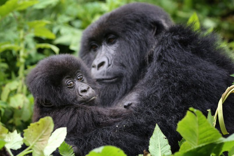 Baby and Mother in Volcanoes Rwanda