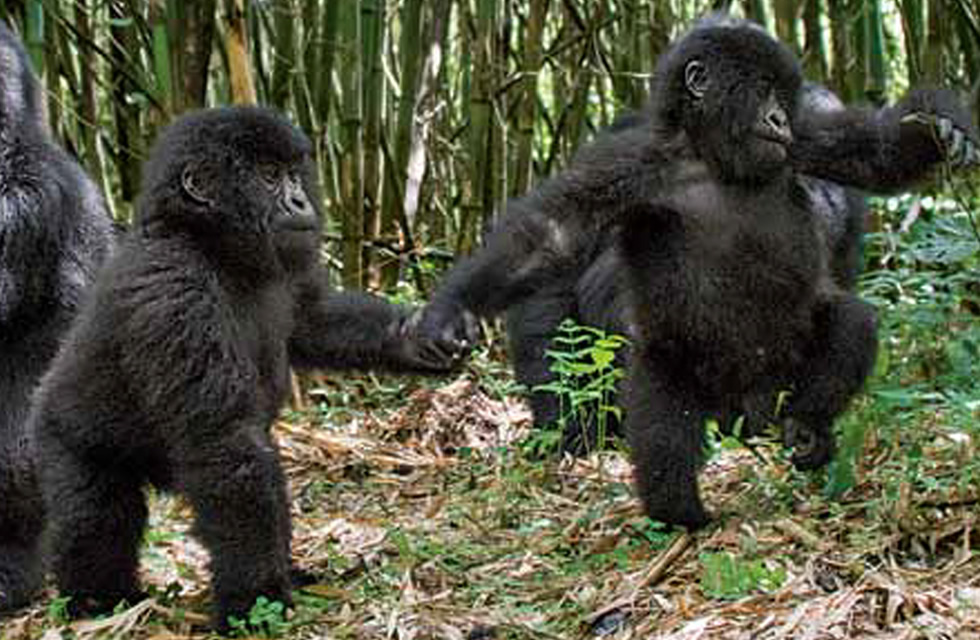 Twin Mountain Gorillas of Rwanda