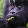 How Virtual Reality Technology will Improve Gorilla Tourism in Rwanda