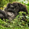 How Do Gorillas Produce?