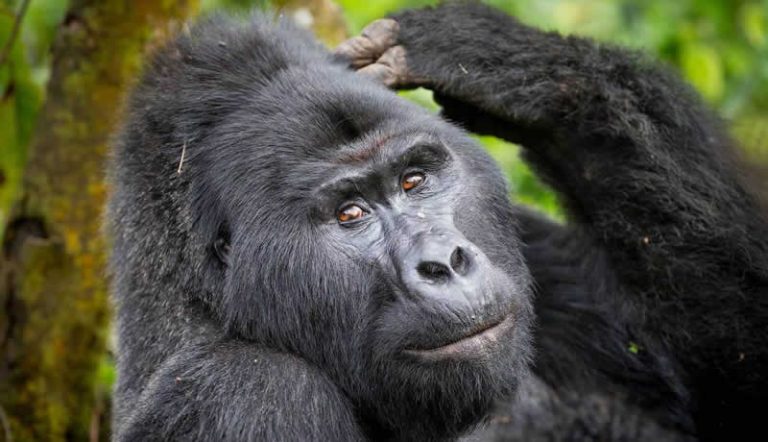 Mountain Gorilla