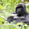 Does Gorilla Trekking Protect the Mountain Gorillas