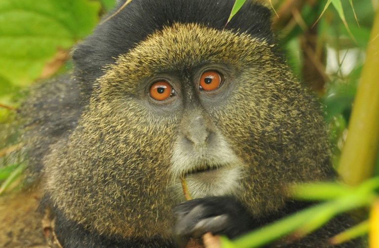 Rwanda Golden Monkeys