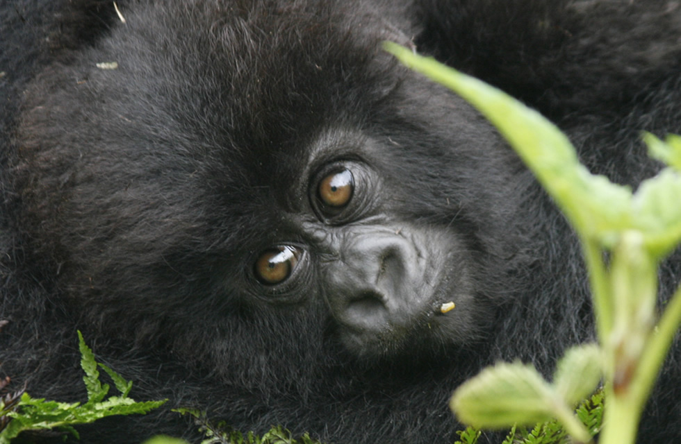 Rwandan Gorilla