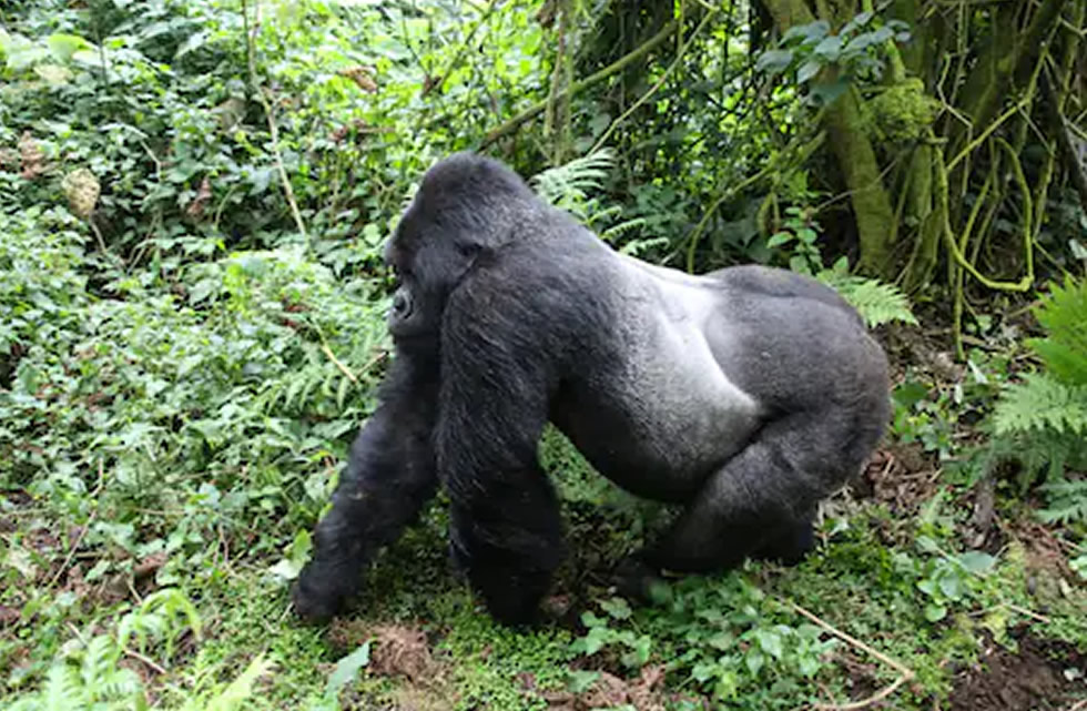 Kigoma the Silverback Gorilla