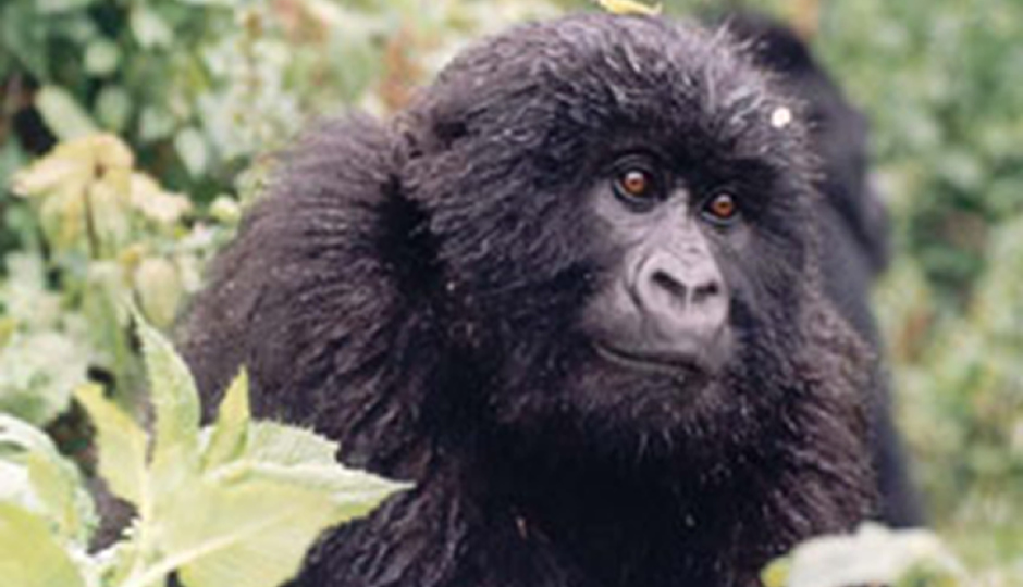 Mountain Gorilla in PNV Rwanda