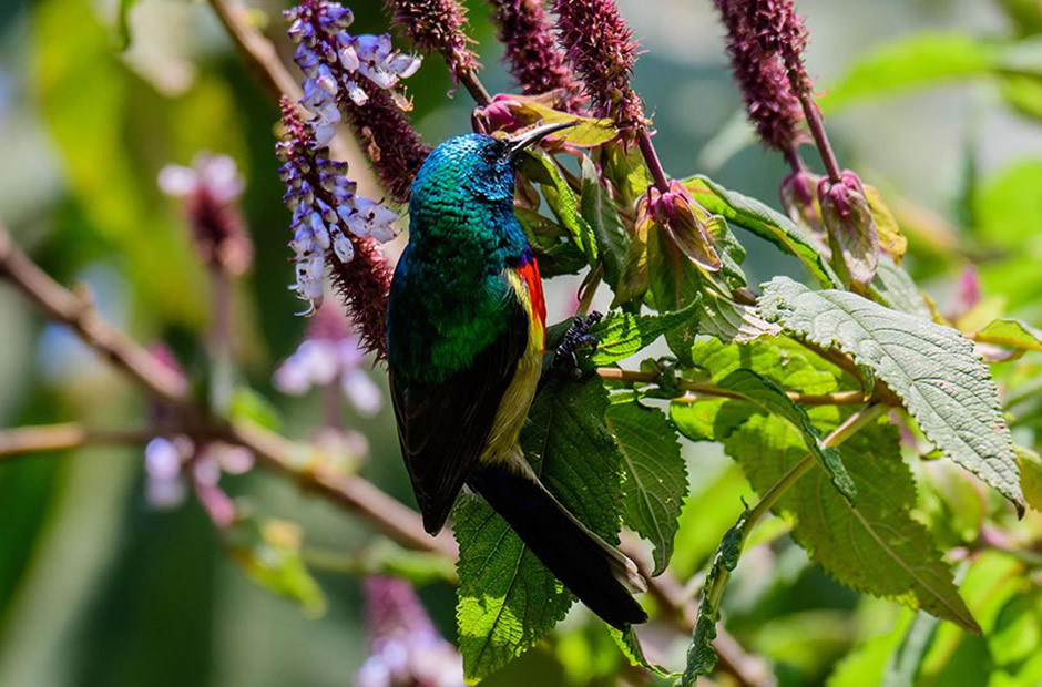 Birds of the Virunga Mountains