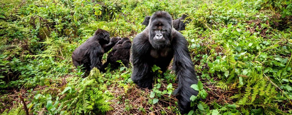 PNV Rwanda Gorilla