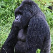 Uburanga Gorilla Family