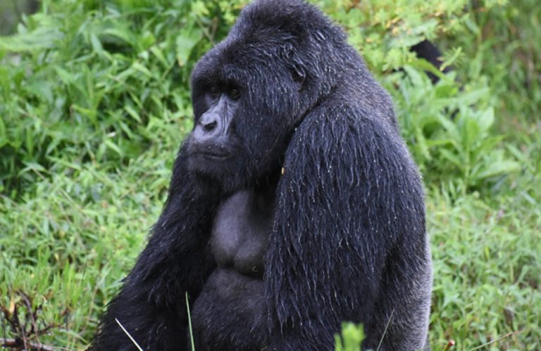 Uburanga Gorilla Family